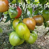 Sgt Pepper's pink